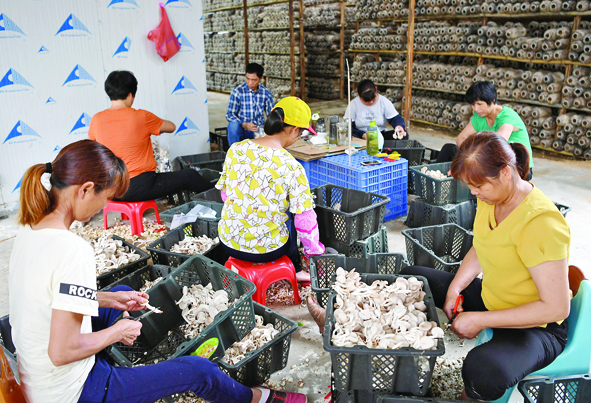DSC_3536食用菌.jpg